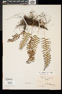 Polypodium appalachianum image