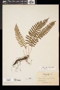 Polypodium appalachianum image