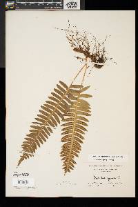 Polypodium appalachianum image
