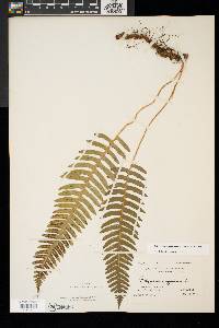 Polypodium appalachianum image