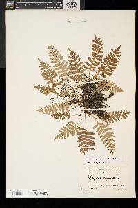 Polypodium appalachianum image