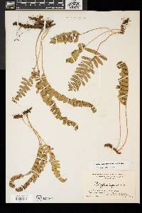 Polypodium appalachianum image