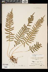 Polypodium appalachianum image