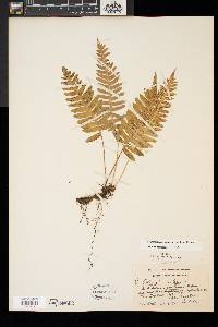 Polypodium appalachianum image