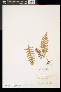 Polypodium appalachianum image