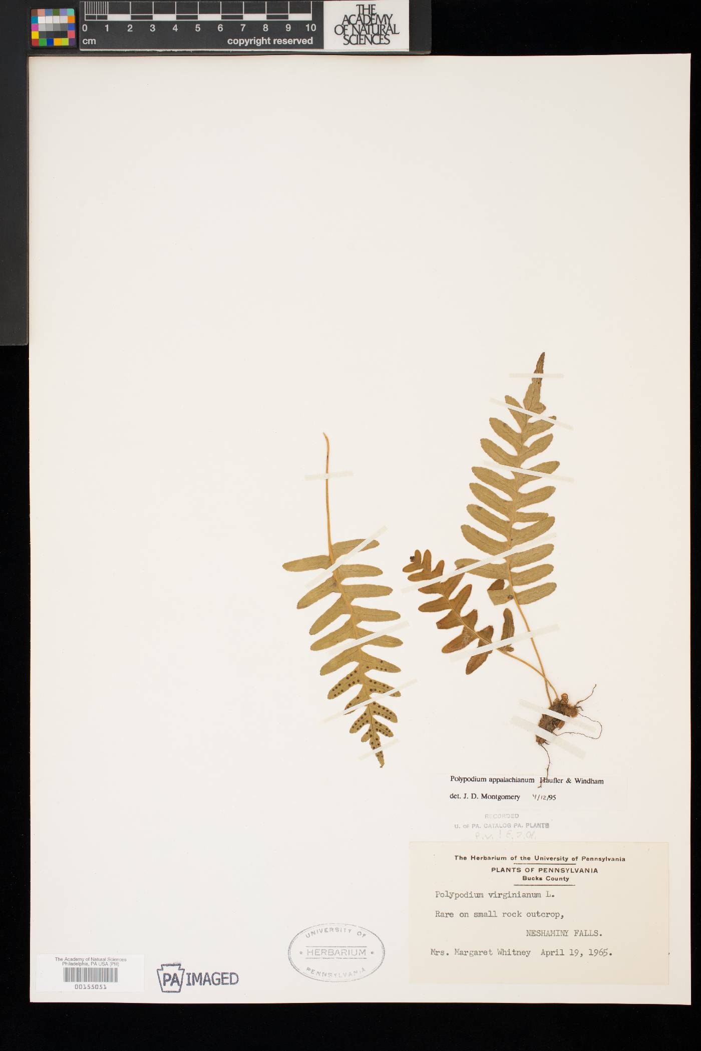 Polypodium appalachianum image