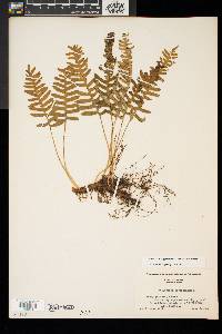 Polypodium appalachianum image