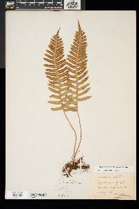 Polypodium appalachianum image