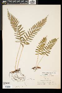 Polypodium appalachianum image