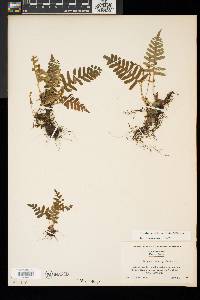 Polypodium appalachianum image