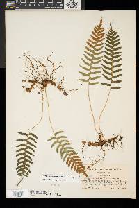 Polypodium appalachianum image