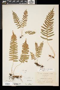 Polypodium appalachianum image