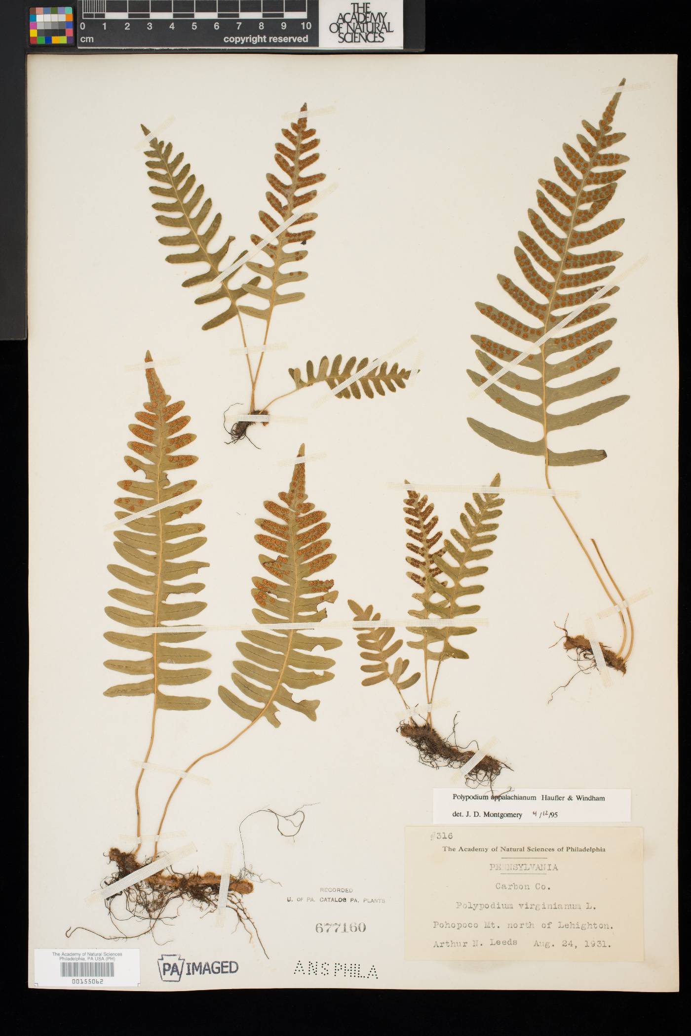 Polypodium appalachianum image