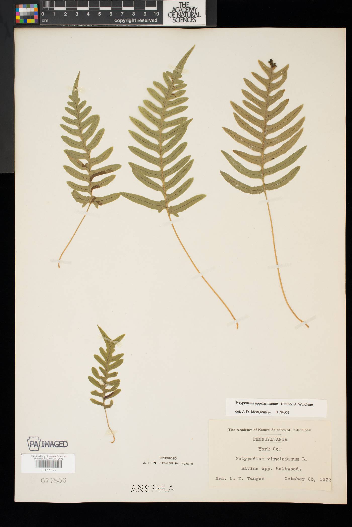 Polypodium appalachianum image