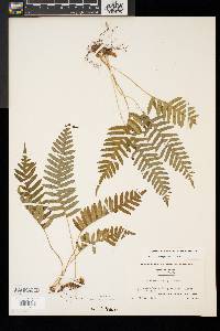 Polypodium appalachianum image