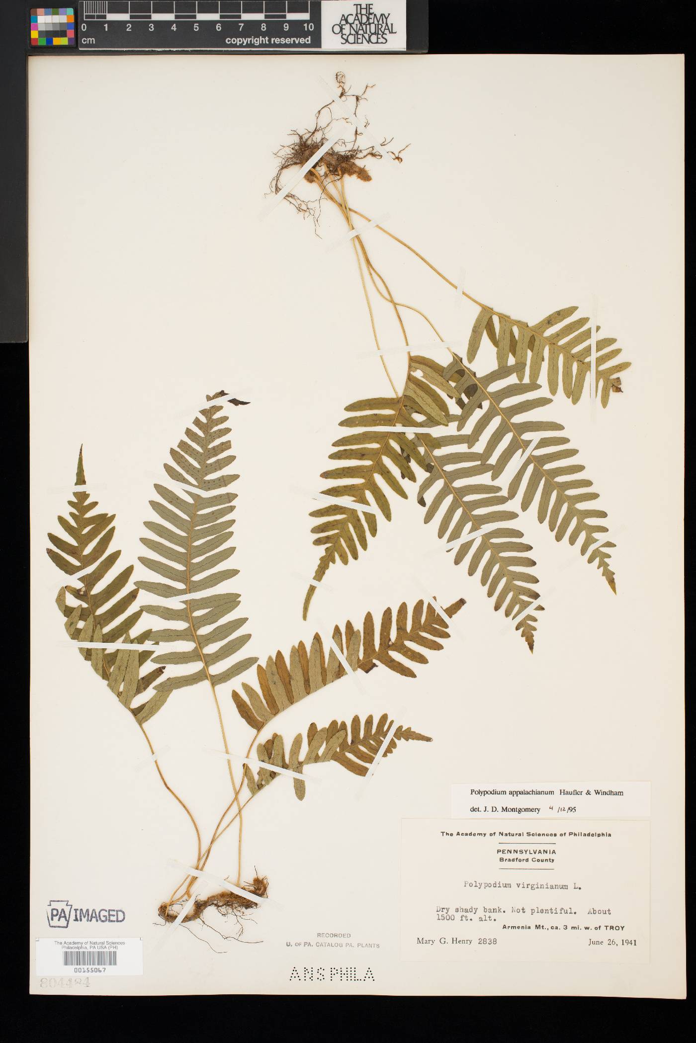 Polypodium appalachianum image