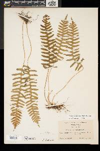 Polypodium appalachianum image