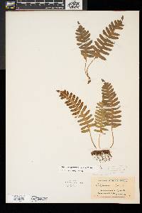 Polypodium appalachianum image