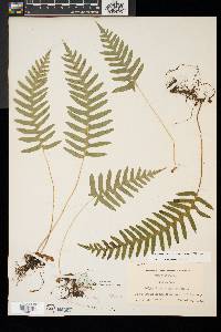 Polypodium appalachianum image