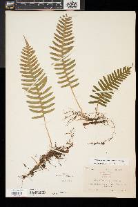 Polypodium appalachianum image