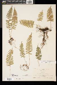 Polypodium appalachianum image