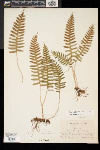 Polypodium appalachianum image