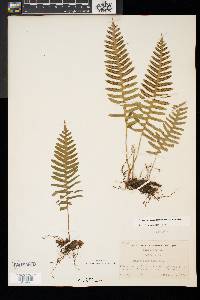 Polypodium appalachianum image