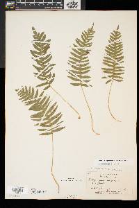 Polypodium appalachianum image