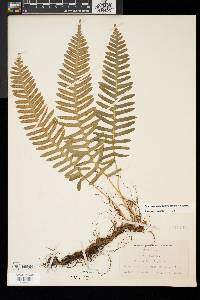 Polypodium appalachianum image