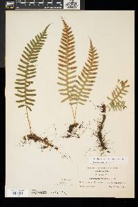 Polypodium appalachianum image