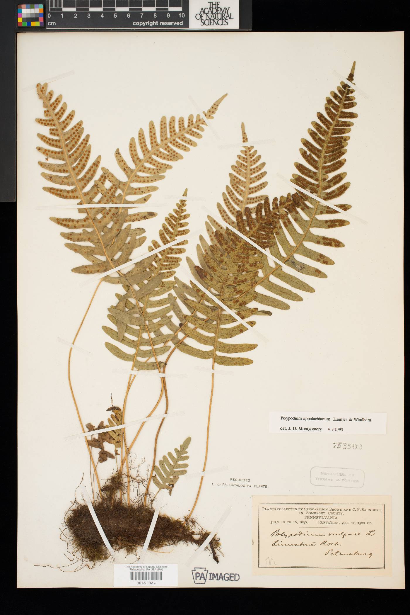 Polypodium appalachianum image