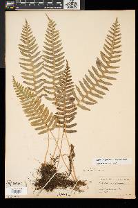 Polypodium appalachianum image