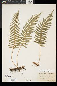 Polypodium appalachianum image