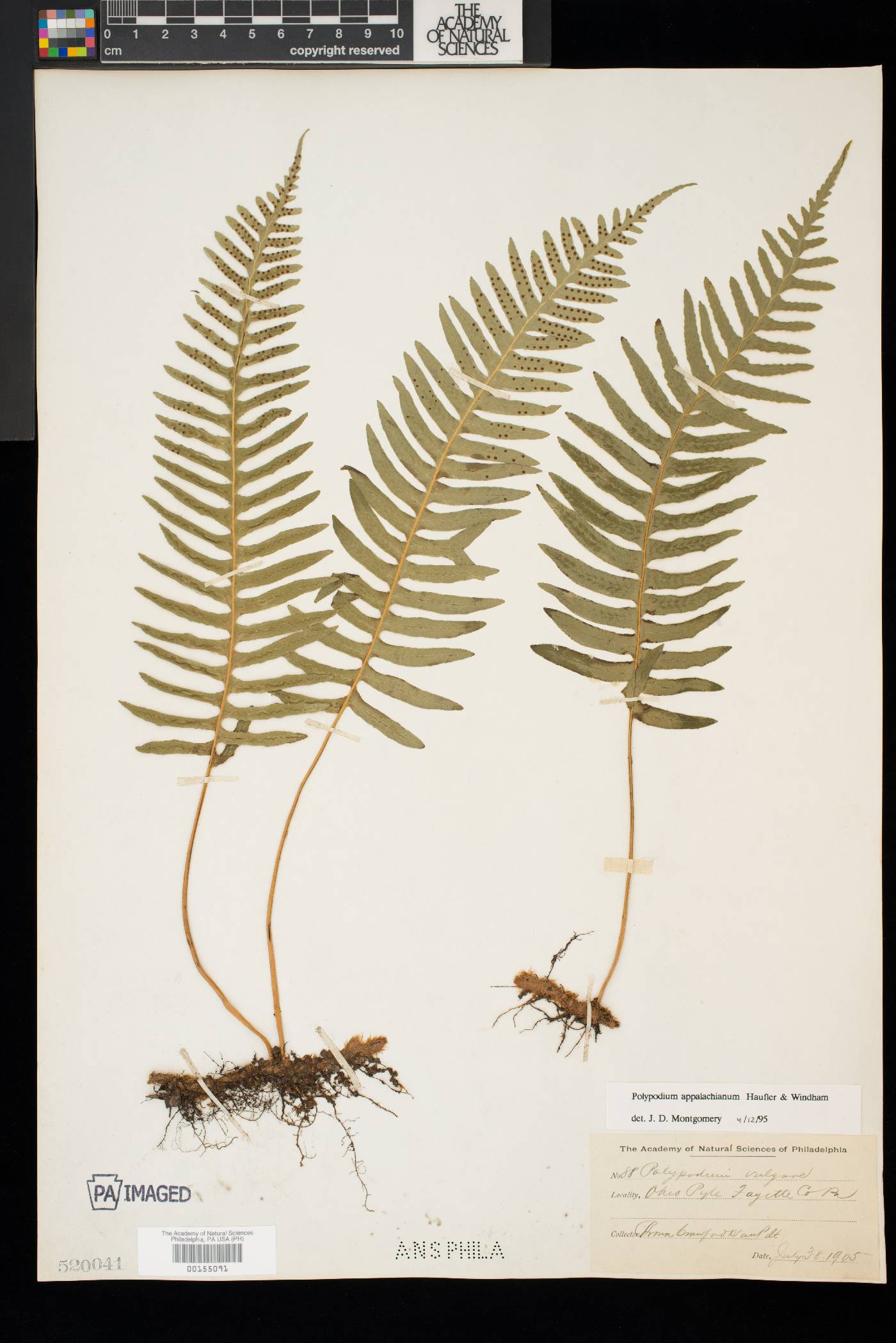 Polypodium appalachianum image