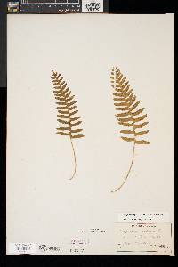 Polypodium appalachianum image