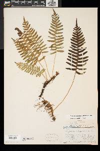 Polypodium appalachianum image