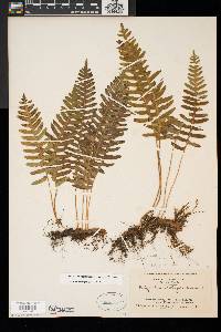 Polypodium appalachianum image