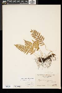 Polypodium appalachianum image