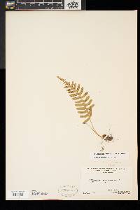 Polypodium appalachianum image