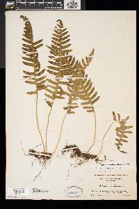 Polypodium appalachianum image