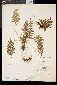 Polypodium appalachianum image