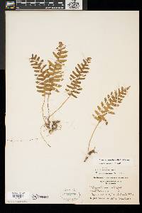 Polypodium appalachianum image