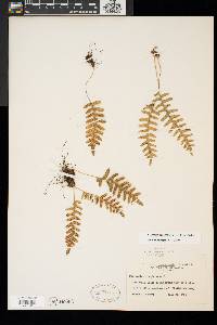 Polypodium appalachianum image