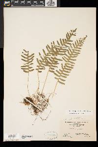 Polypodium appalachianum image