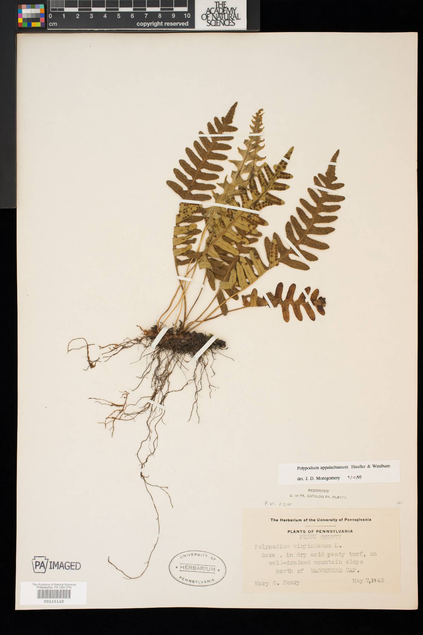 Polypodium appalachianum image