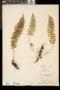 Polypodium appalachianum image