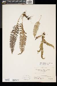 Polypodium appalachianum image