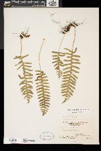 Polypodium appalachianum image