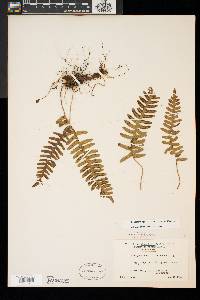 Polypodium appalachianum image