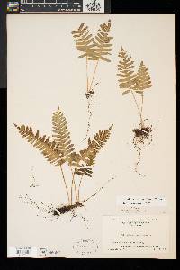 Polypodium appalachianum image